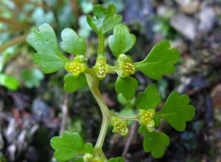 タチネコノメソウ